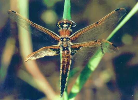 damaged dragonfly