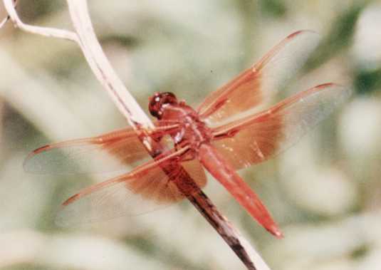 basking dragonfly
